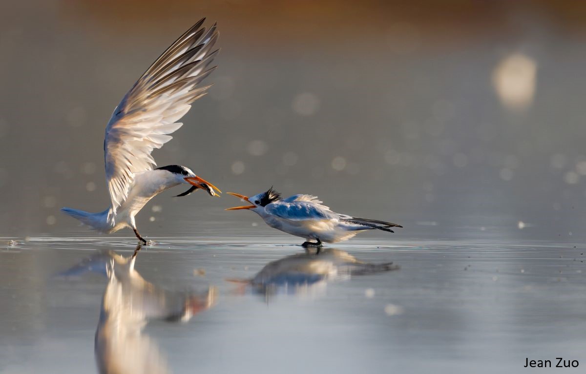 Photo of a tern feeding its chick a small fish on the shoreline.